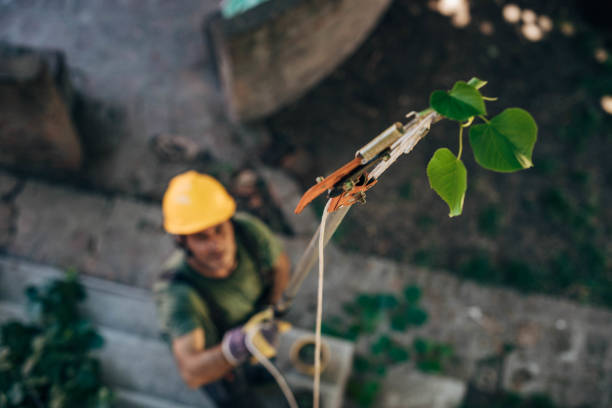 Best Palm Tree Trimming  in Buckhead Ridge, FL